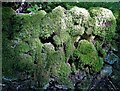 SK1773 : Moss covered stone wall in Cressbrook Dale by Neil Theasby