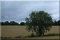 Crop field, Codsall