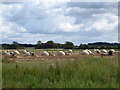 SU3996 : Pig arks near Sheephouse Farm by Vieve Forward