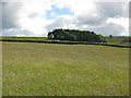 Farmland below Ley Plantation