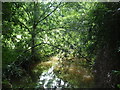 The Mells River near Spring Gardens