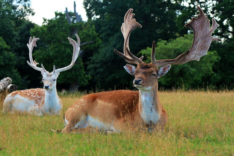 Deer at Knowle Park © Oast House Archive :: Geograph Britain and Ireland