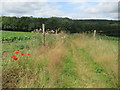 TQ1248 : Poppies alongside the path, near Wotton by Malc McDonald