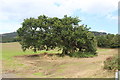 ST2287 : Ancient oak tree, Lower Machen by M J Roscoe