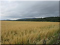 NO7395 : Oat field near Balbridie by Scott Cormie