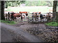 NO7195 : Cattle at Birkwood by Scott Cormie