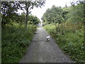 Woodland path at Castleton, Inverness