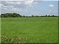 Grazing near Hootens Farm