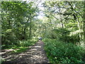 Path into Bucknell Wood