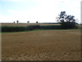 Stubble field near Forest Farm