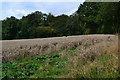 Field and woodland beside Watley Lane