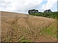 Wheat field at Woodhouse Farm