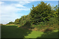 Trees, Farnham Park