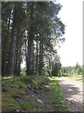 NM9639 : Forestry track in Benderloch by M J Richardson