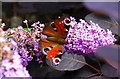 SU1982 : Peacock butterfly, Swindon by Brian Robert Marshall