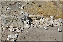 SZ3685 : Compton Bay: Black headed gulls by Michael Garlick