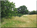 Woodland behind Sherfield Avenue