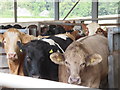 Customers waiting for the menu near Preston in the Scottish Borders