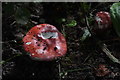 Toadstool in woodland near Daleally, Errol