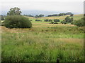 Boggy grassland