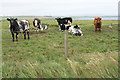 HY4807 : Cattle on Lang Hill by Bill Boaden