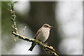 NY0881 : Spotted Flycatcher (Muscicapa striata), Castle Wood, Lochmaben by Mike Pennington