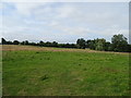 Grazing off the B4042, Burton Hill, Malmesbury