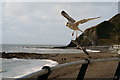 SN5882 : Gulls at Aberystwyth by Peter Trimming