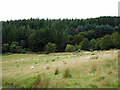 Site of the ruined Hafod Old Mansion