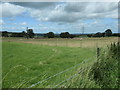 Sheepfield, east of Rhyd y Ceirw