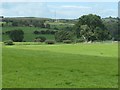 SJ2356 : Tree on a field boundary near Rhyd y Ceirw Farm by Christine Johnstone