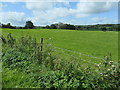 SJ2356 : Farmland east of Rhyd y Ceirw by Christine Johnstone