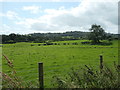 Hedged fields east of Cae Gwenyn