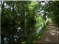 A shady stretch of the Grand Western Canal