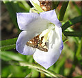 Mint moth feeding on Campanula rotundifolia