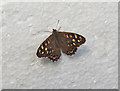 Speckled Wood butterfly on polystyrene