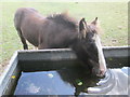 Thirsty pony near to New Barn Farm