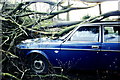 Gale force storm wind damage, Badminton, Gloucestershire 1990