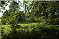 Meadow near Lustleigh