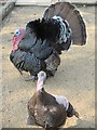 Male turkey displaying to female at Birdworld nr. Farnham