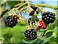 Late summer brambles in Sheffield