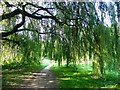 SE3967 : Weeping Willow on the path by Oliver Dixon