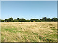 Field west of Shipley Bridge Lane