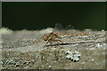 Common Darter (Sympetrum striolatum), Engine River, Walton-on-Thames