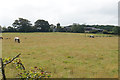 Cows near Fox House Farm