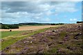 Heathery hillside near Netherton of Sessnie