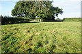 Path towards Whitehouse Farm