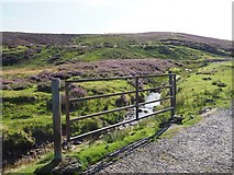 NT6266 : A Gate on the track to Johnscleugh by Jennifer Petrie