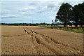 Barley field at Lonmay