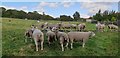 Sheep in Field, Thornton-le-Dale